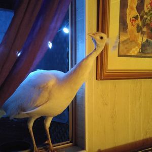 Meet your Posher, Janice